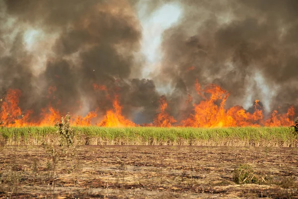 Kebakaran Ladang Tebu Mamanguape Paraiba Brasil Pada November 2013 — Stok Foto
