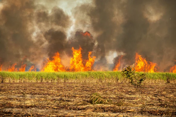Kebakaran Ladang Tebu Mamanguape Paraiba Brasil Pada November 2013 — Stok Foto