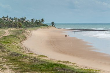 Sagi plajı, Baia Formosa, Natal ve Pipa plajı yakınında, Rio Grande do Norte, Brezilya, 19 Nisan 2015. Küçük çiçekli sahil bitkileri