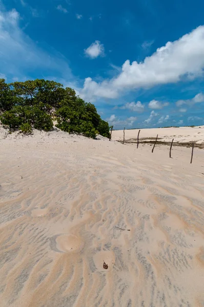 Pitangui Duinen Extremoz Nabij Natal Rio Grande Norte Brazilië Februari — Stockfoto