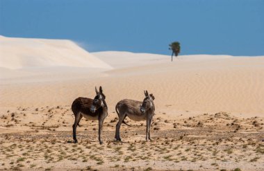12 Ekim 2006 'da Lencois Maranhenses Ulusal Parkı, Maranhao, Brezilya' da iki eşek. Brezilya 'nın kuzey Atlantik kıyısında doğal güzelliği ve çöl manzarasıyla tanınır.