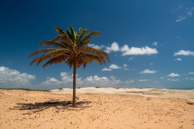 25 Eylül 2016 'da Brezilya, Rio Grande do Norte yakınlarındaki Malemba Kumsalında hindistan cevizi ağacı, Pipa plajı, Tibau do sul.