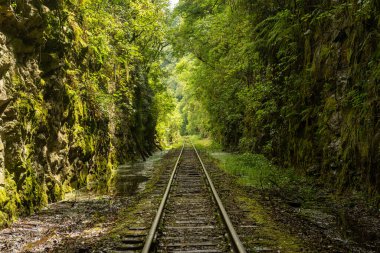 Bento Goncalf, Rio Grande do Sul, Brezilya 'da 19 Kasım 2017 tarihinde tren yolu ile ormanı geçti. Brezilya 'nın şarap başkenti olarak bilinen şehir