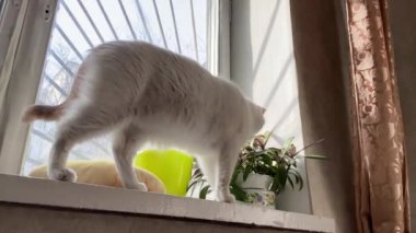 Tatlı beyaz kedi pencere eşiğinde yürüyor ve rüya yakalayıcıya bakıyor.
