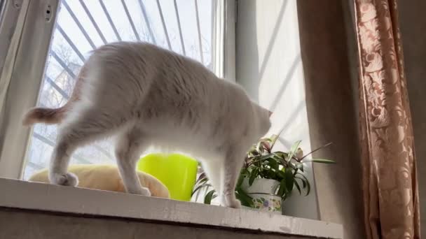 Cute white cat walking on the windowsill and looking on dream catcher — Stock Video