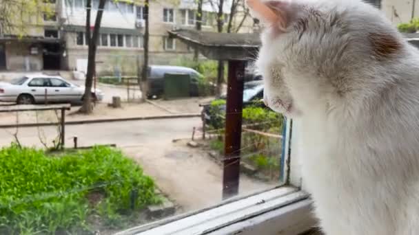 Симпатична біла кішка сидить на підвіконні і дивиться назовні — стокове відео