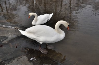 Deniz koyunda iki kuğu..
