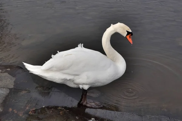 Kayalık sahilde beyaz bir kuğu duruyor..