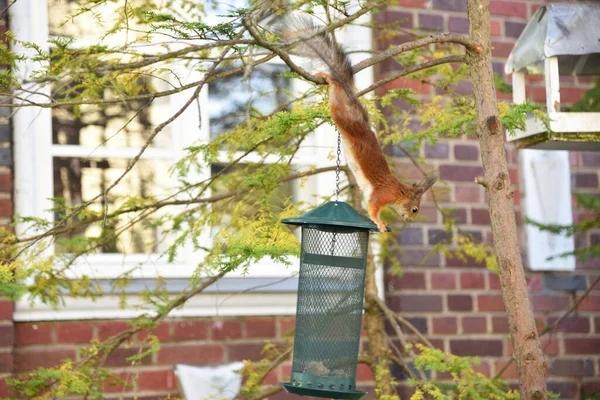 Squirrel Jumps Feeding Trough Hanging Tree Background Brick House — Stock Photo, Image