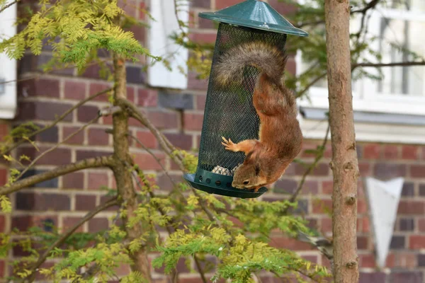 Squirrel Sits Manger Hanging Tree — Stock Photo, Image