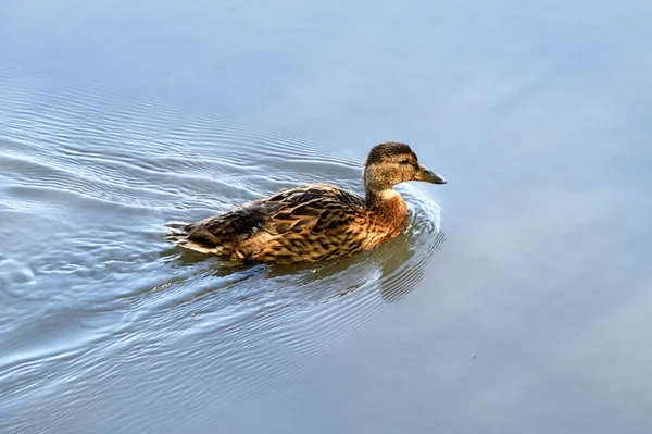 Duck Floats Surface Lake — Stock Photo, Image