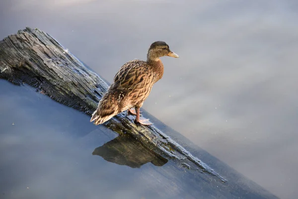 Bir ördek gölün kenarında bir kütüğün üzerinde duruyor..
