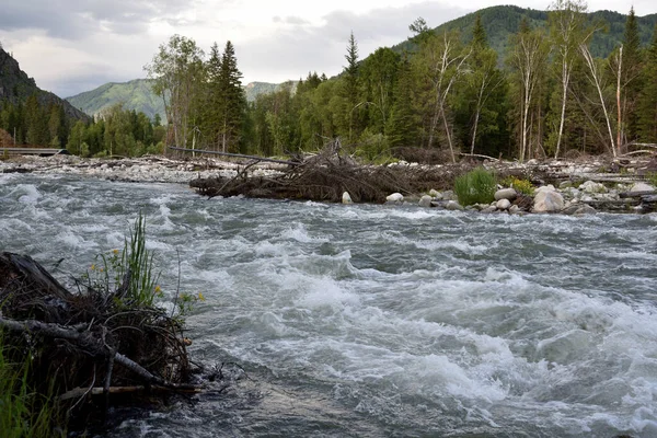Altai Dağları 'ndaki Multa Nehri' nin hızlı akışı.