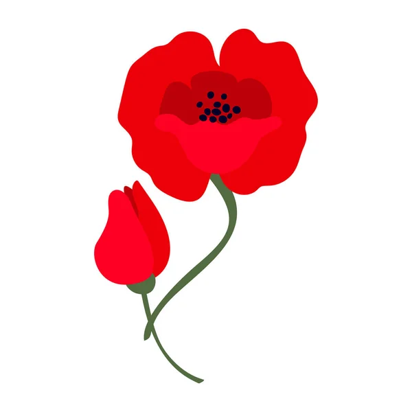 Illustration Vectorielle Une Fleur Pavot Rouge Vif Isolée Sur Fond — Image vectorielle