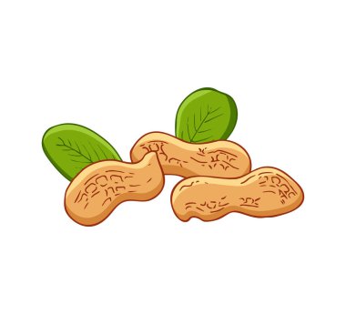 Fıstık çizimi beyaz arkaplanda izole edildi. Düz fındık ikonu. Kabuklu fıstıkların vektör görüntüsü.