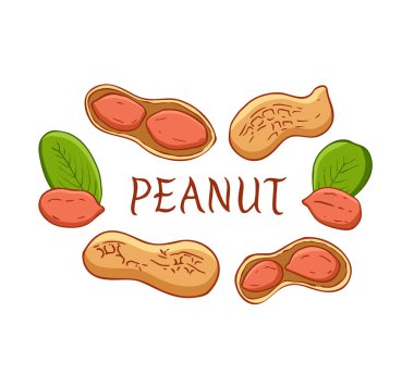 Beyaz arkaplanda düz renkli fıstık resimleri var. Vektör çizimi. Fıstıklar, kabuklu fındıklar ve yapraklar. 