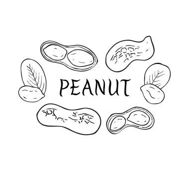 Fıstık seti. Elle çizilmiş fındık ve yapraklar. Vektör illüstrasyonu. 