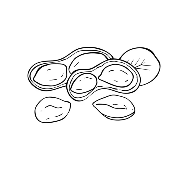 手工绘制的花生图像在白色背景上被隔离 坚果的墨水草图 矢量图解 果壳和叶子中的坚果 — 图库矢量图片