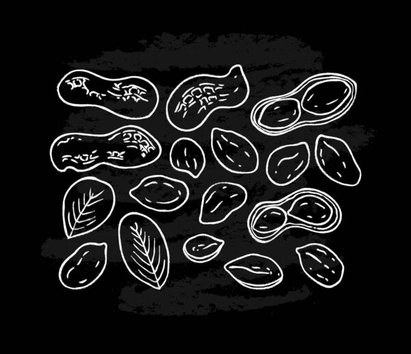Set of white peanut images isolated on black chalkboard background. Ink sketch of nuts. Hand drawn vector illustration. Peanuts, nuts in shell and  leaves. 
