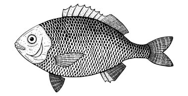 Dorado balık vektör illüstrasyonu 