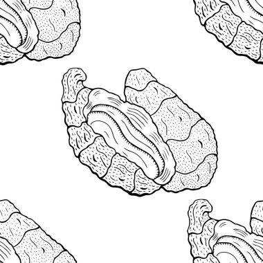kabuklar pürüzsüz desen vektör çizimi
