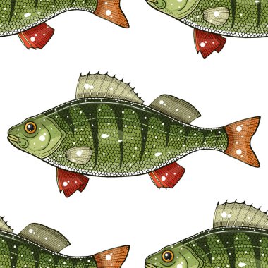 perca fluviatilis vektör çizimi 