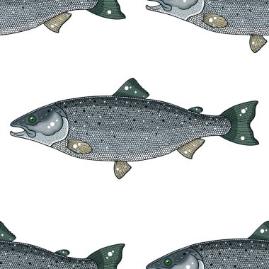 somon balığı vektör illüstrasyonu 