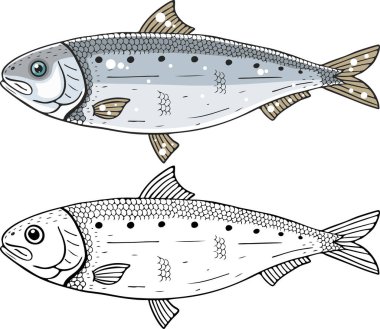 sardina balık vektör illüstrasyonu 