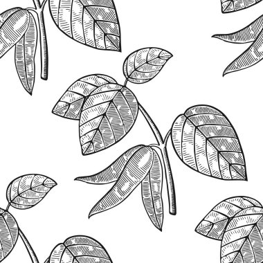 soya fasulyesi desenli vektör çizimi 