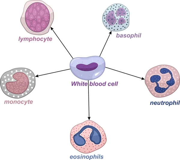 Набір Білих Кров Яних Клітин Векторні Ілюстрації — стоковий вектор