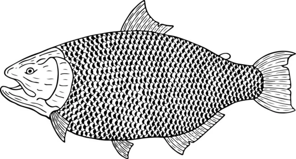 Goldfisch Vektor Illustration — Stockvektor