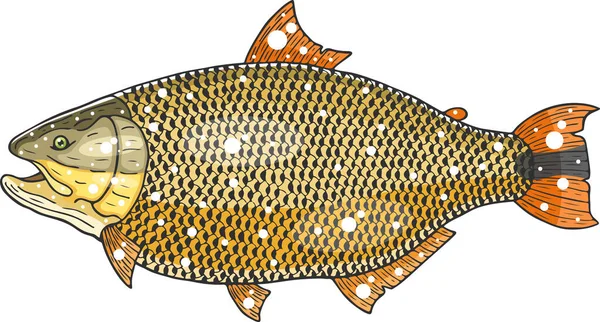 Illustration Vectorielle Poisson Doré — Image vectorielle