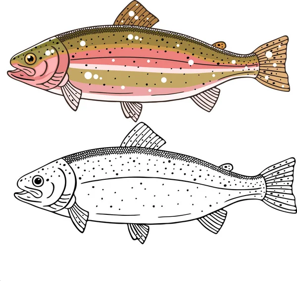 Salmon Fish Vector Illustration — Stock Vector