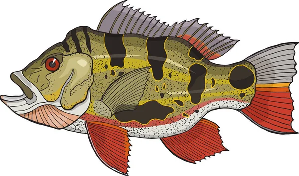 tavuskuşu bas vektör illüstrasyonu 