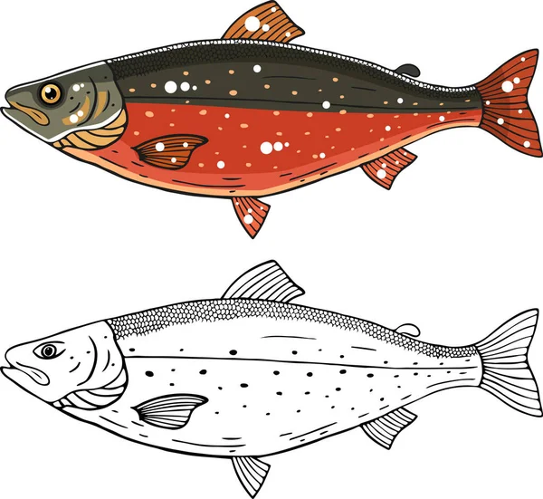 Salvelinus Alpinus Vector Illustration — 스톡 벡터