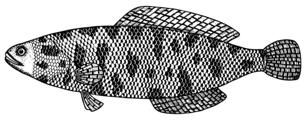 Cabeza Serpiente Peces Vector Ilustración — Vector de stock