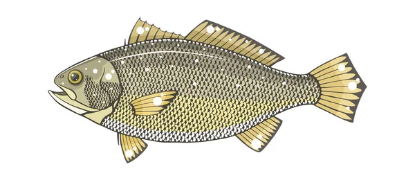 Croaker Amarillo Vector Ilustración — Vector de stock