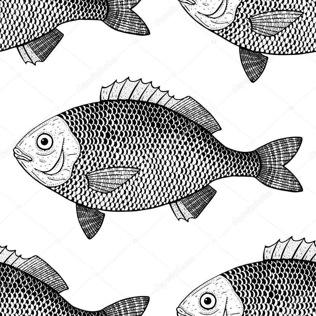 dorado fish vector illustration 