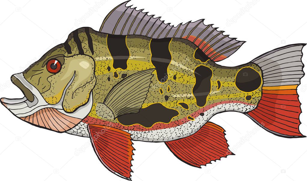 peacock bass vector illustration 
