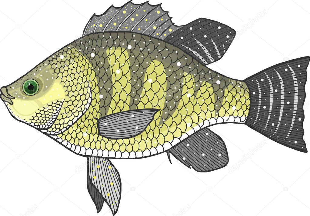 tilapia fish vector illustration 