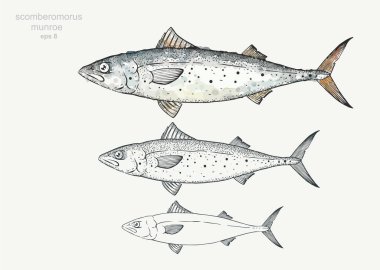 Scomberomorus munroe. Fish Vector çizim seti. Çizgi sanatı ve suluboya stili. Dekorasyon, dizginleme menüsü, ambalaj tasarımı vb..