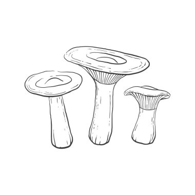 Klitocybe jeotropa mantarları açık arkaplanda