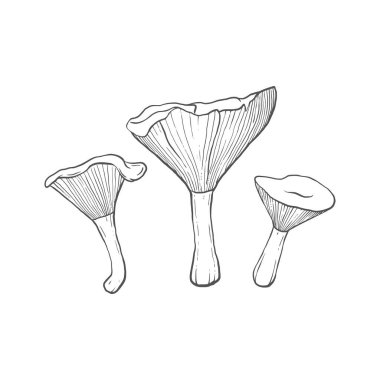 Işık arka planında klitocybe gibba mantarları