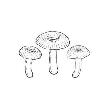 Lentinus tigrinus mantarları açık arkaplanda
