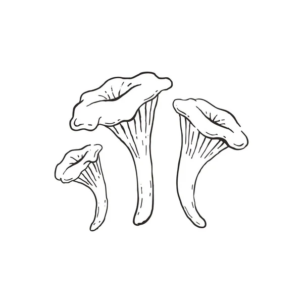 Funghi Cantharellus Cibarius Fondo Chiaro — Vettoriale Stock