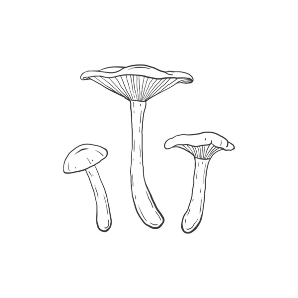 Clitocybe Dealbata Champignons Een Lichte Ondergrond — Stockvector