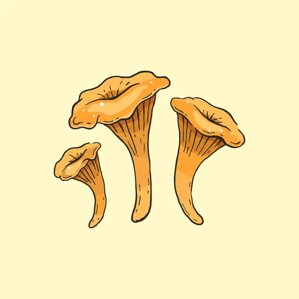 Cogumelos Cantharellus Cibarius Sobre Fundo Claro —  Vetores de Stock