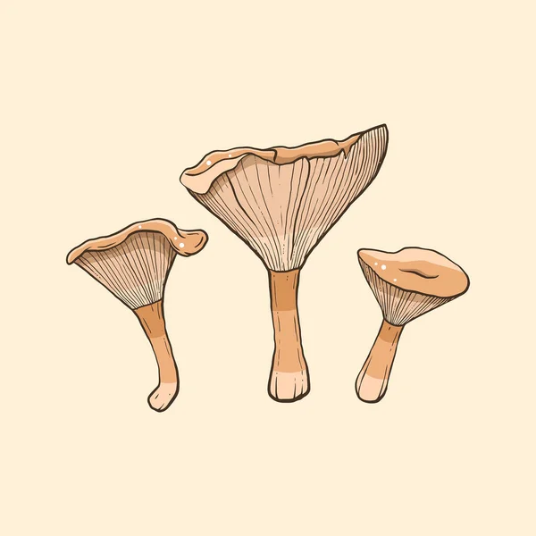 Clitocybe Gibba Mushrooms Light Background — Stock Vector