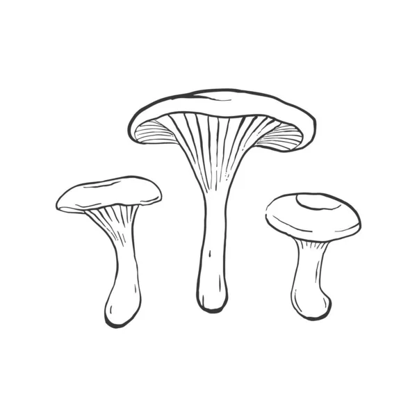 Hygrophoropsis Aurantiaca Champignons Sur Fond Clair — Image vectorielle