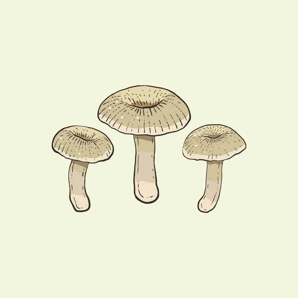 Cogumelos Lentinus Tigrinus Sobre Fundo Claro — Vetor de Stock